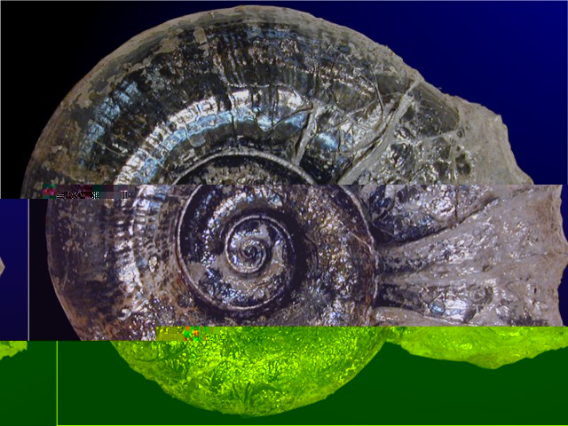 6° : Diversité et unité des êtres vivants